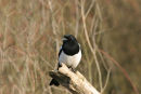 07-5848 Magpie (Pica pica)